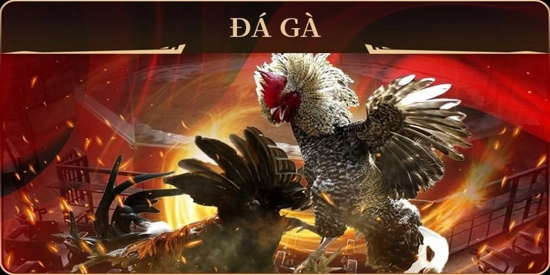 Các hình thức đá gà Thomo tại QQ88