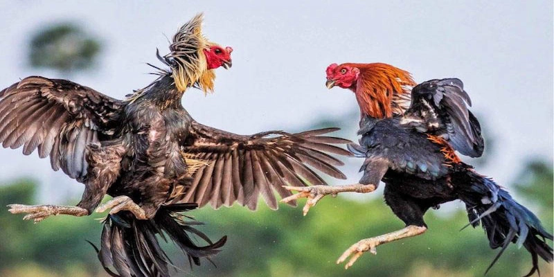Kinh nghiệm cá cược đá gà Thomo hiệu quả