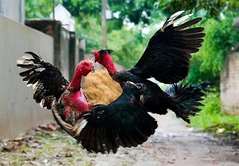 Giảm cân cho gà đá tại BK8: Lợi ích và nguyên lý cơ bản