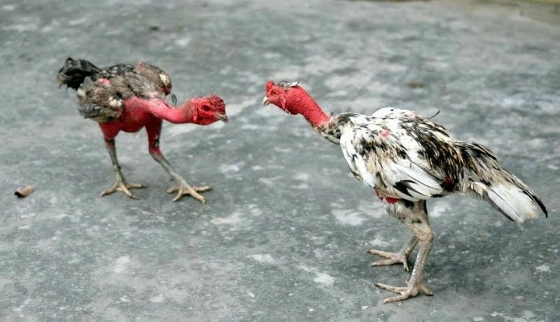 Theo dõi và điều chỉnh quá trình giảm cân cho gà đá