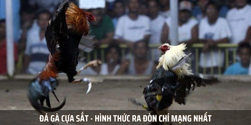 Đá gà cựa sắt - Hình thức ra đòn chí mạng nhất