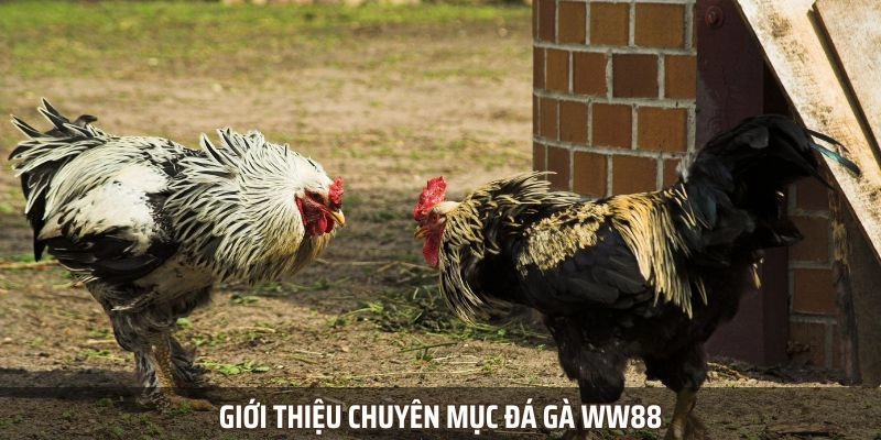 Đá gà WW88 - Sàn đấu kê được nhiều người tham gia nhất 2025
