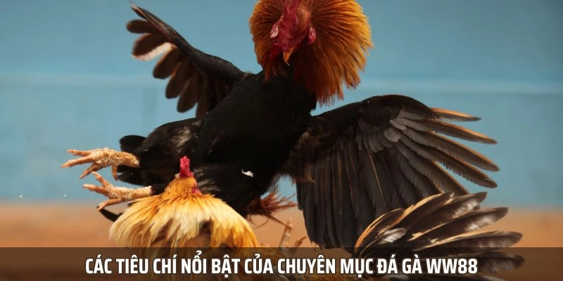 Các tiêu chí nổi bật của chuyên mục đá gà WW88
