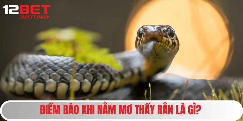 Điềm báo khi nằm mơ thấy rắn là gì?