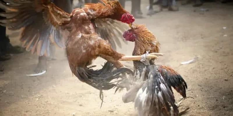 Đá gà cựa dao online có những hình thức nào?