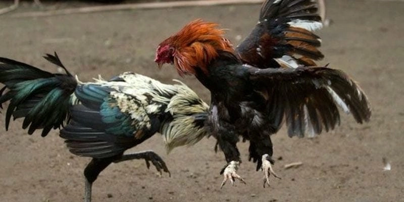 Mẹo chơi an toàn và hiệu quả dành cho người mới