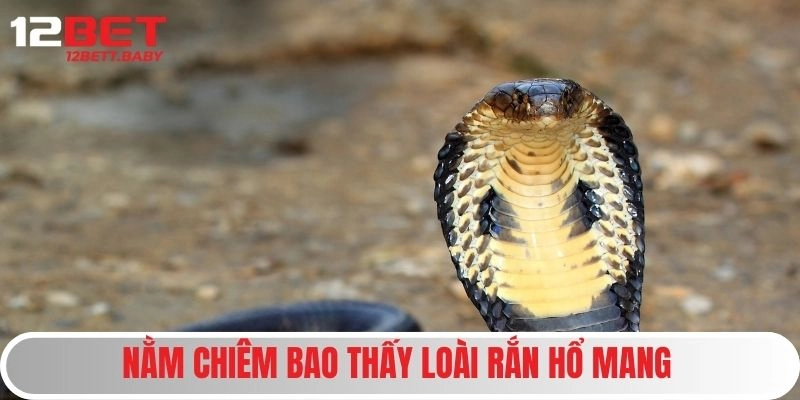 Nằm chiêm bao thấy loài rắn hổ mang