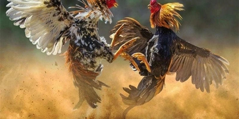 Những con số biết nói về đá gà Campuchia tại SV388