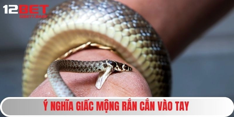 Ý nghĩa giấc mộng rắn cắn vào tay