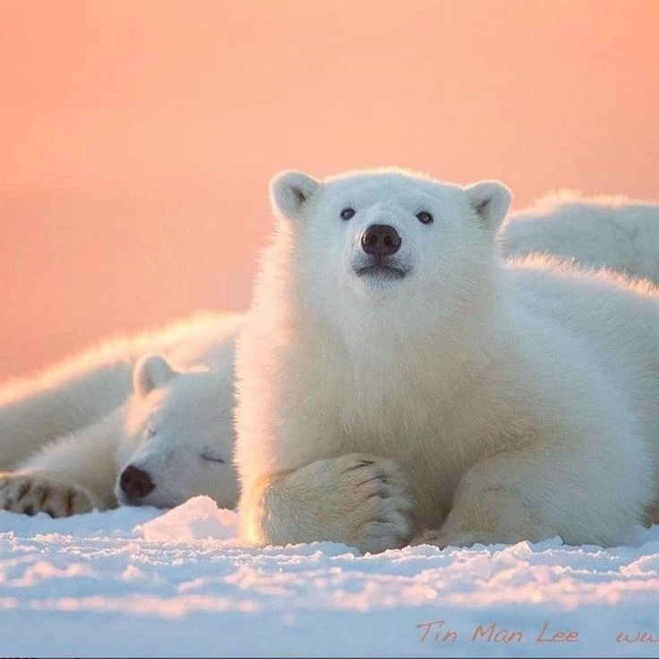 Tổng hợp gấu trắng hoạt hình cute hot nhất năm nay