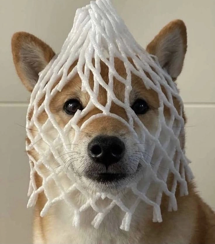 Bộ hình châm biếm vui nhộn bá cháy