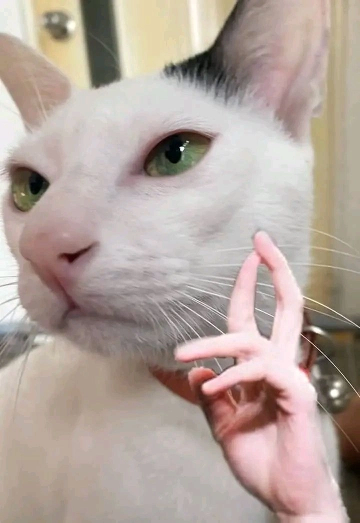 Bộ hình chó cười siêu dễ thương
