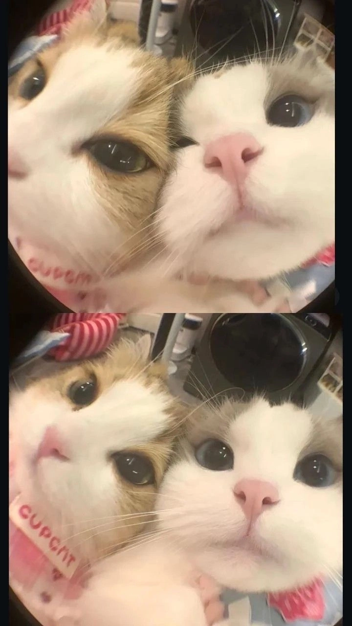 Thư giãn với ảnh hài hước mèo cute