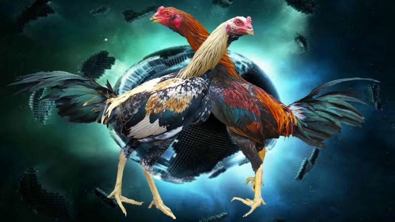  Chiến kê tại K9CC được chọn lọc kỹ lưỡng, sẵn sàng thi đấu.