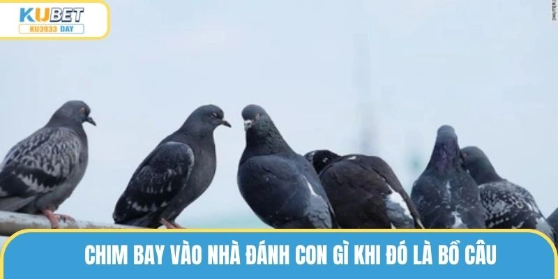Chim bay vào nhà đánh con gì khi đó là bồ câu