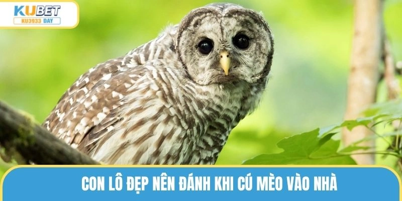 Con lô đẹp nên đánh khi cú mèo vào nhà