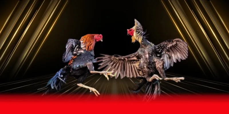 Những loại hình cược phổ biến hiện nay