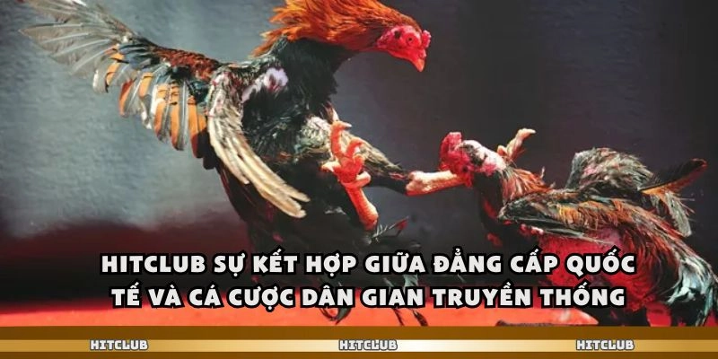 Hitclub sự kết hợp giữa đẳng cấp quốc tế và cá cược dân gian truyền thống