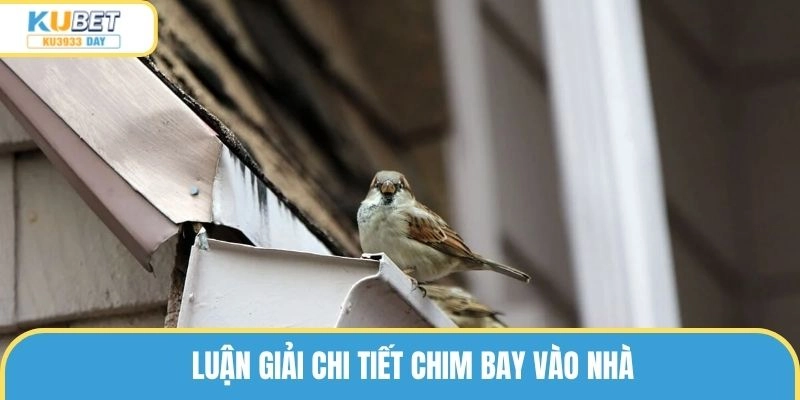 Luận giải chi tiết chim bay vào nhà 