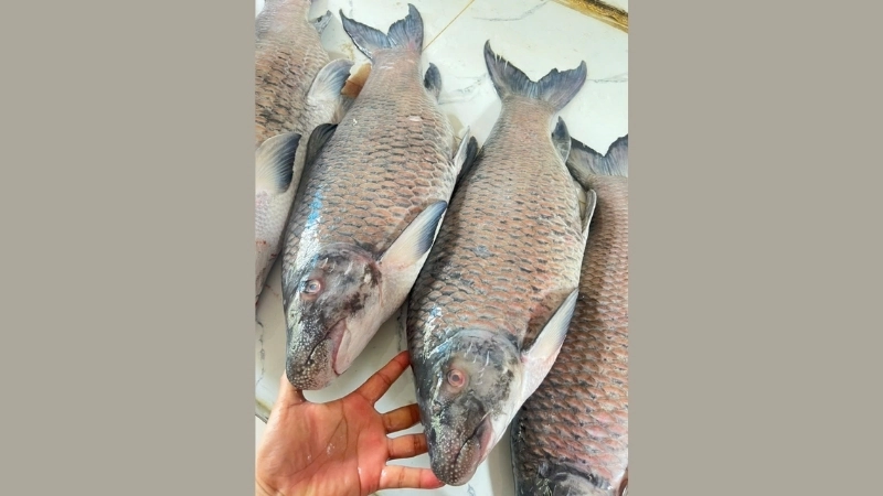 Môi trường sống và khả năng sinh sản của cá dầm xanh