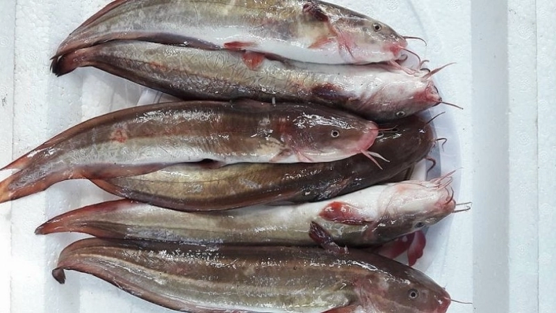 Đặc điểm và tập tính của cá ngát bông