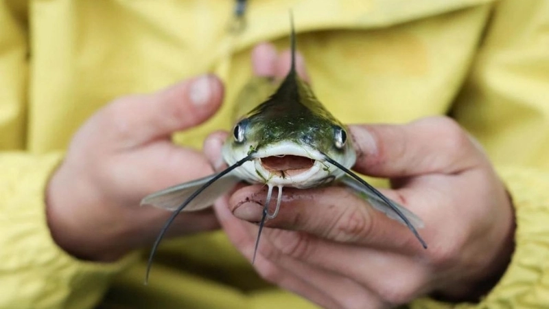 Môi trường sống và khả năng sinh sản của cá ngát bông