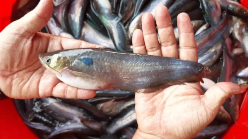 Môi trường sống và khả năng sinh sản của cá trèn