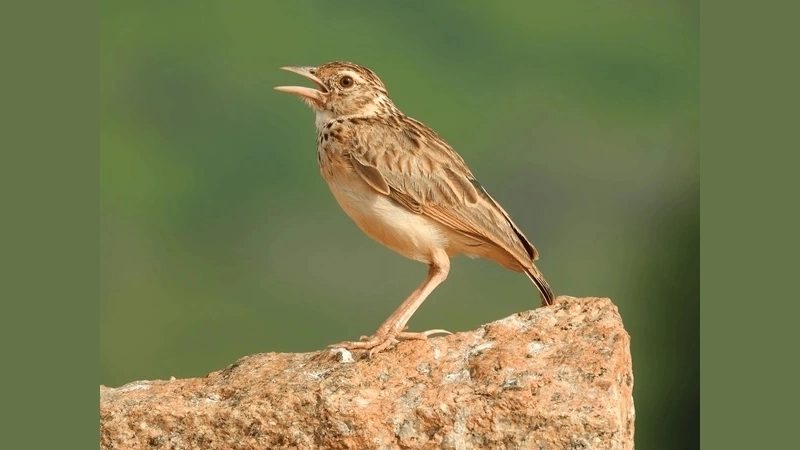 Chim chiền chiện là chim gì?