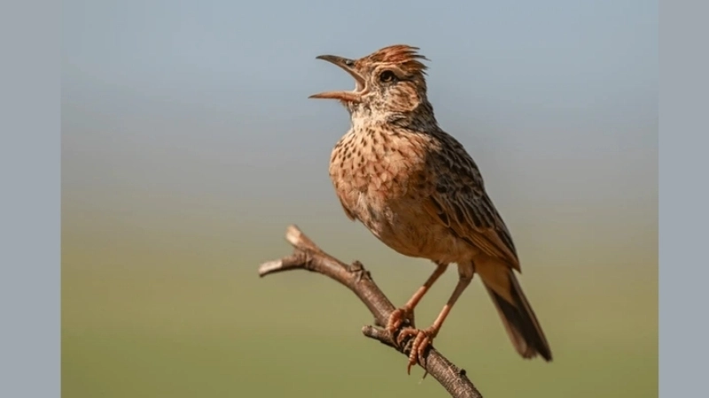 Đặc điểm và tính cách của chim chiền chiện