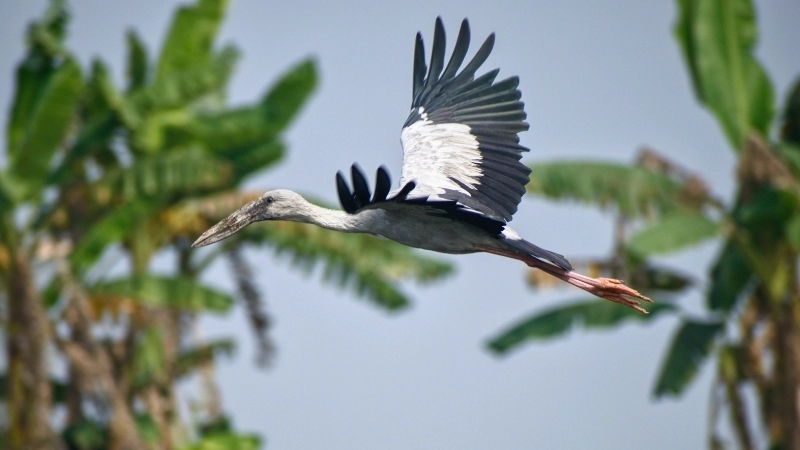 Chim cò lạo là chim gì?