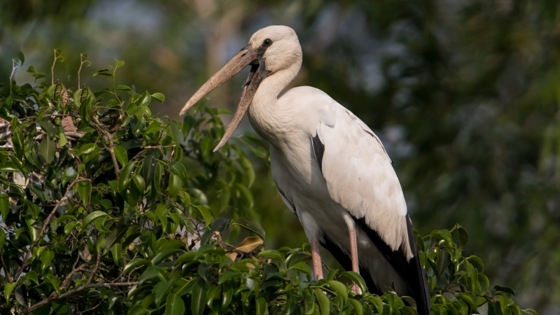 Khả năng sinh sản và cách chăm sóc chim cò lạo