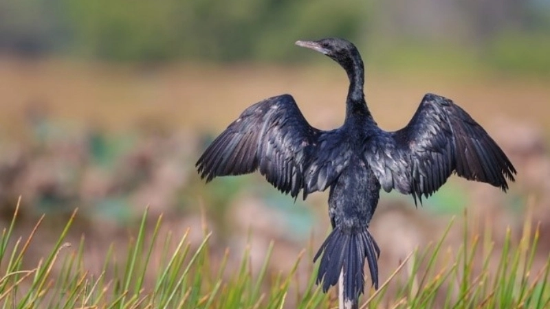 Chim còng cọc là chim gì?