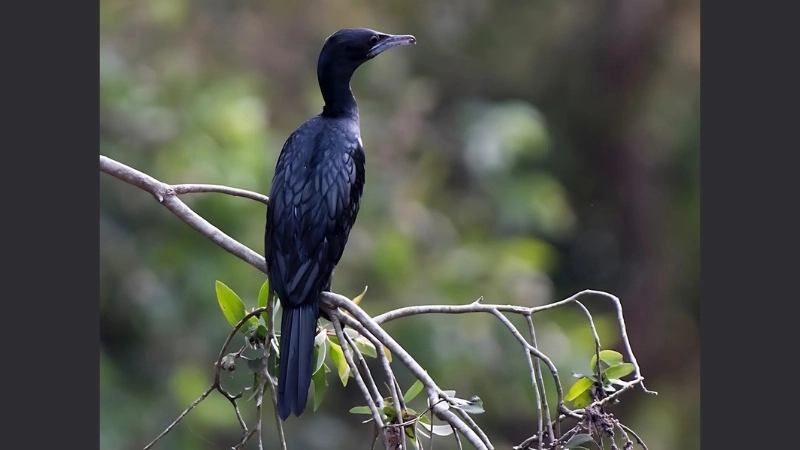 Đặc điểm và tính cách của chim còng cọc