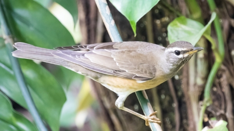 Tìm hiểu về Chim hoét mày trắng và đặc điểm nổi bật