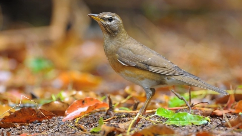 Đặc điểm và tính cách của chim hoét mày trắng