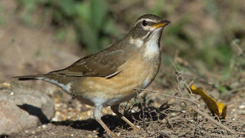 Khả năng sinh sản và cách chăm sóc chim hoét mày trắng