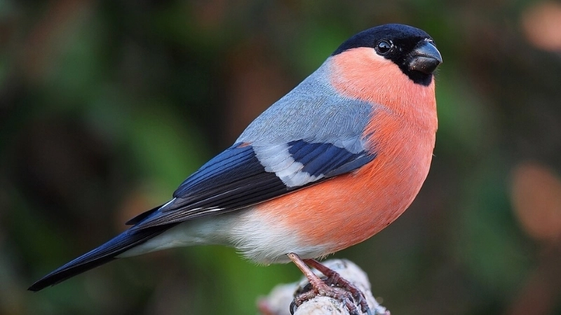 Chim hồng đậu là chim gì?