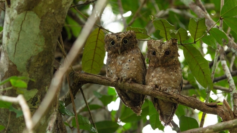 Chim lợn nhỏ (Scops Owl) là chim gì?