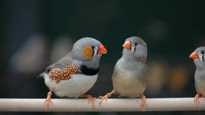 Chim manh manh (Zebra Finch) là chim gì?
