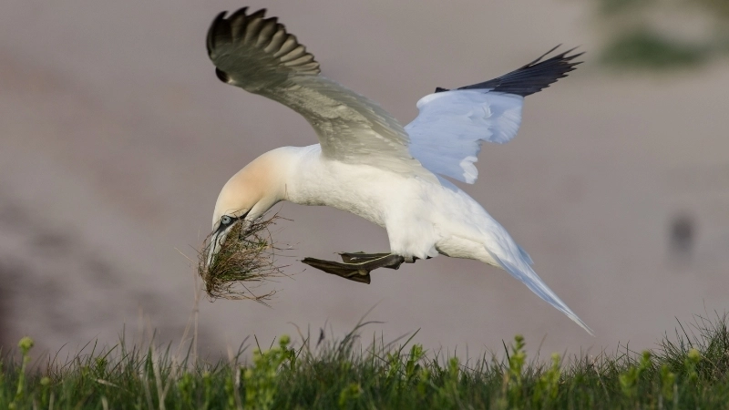 Chim ó biển là chim gì?