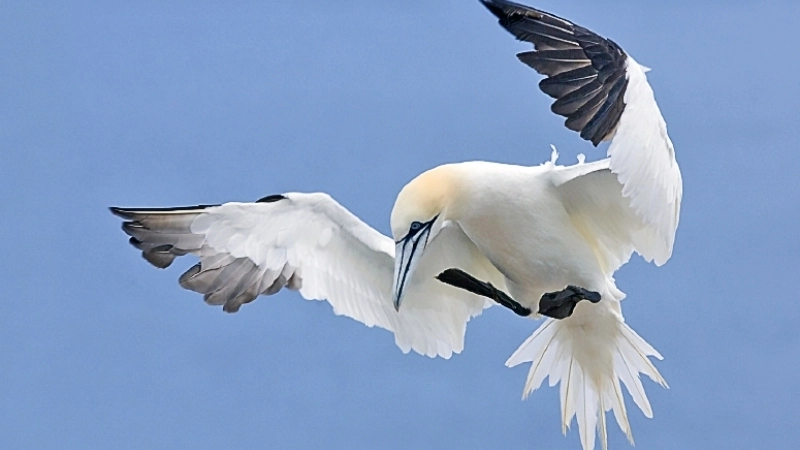 Đặc điểm và tính cách của chim ó biển