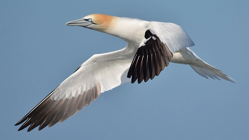 Khả năng sinh sản và cách chăm sóc chim ó biển