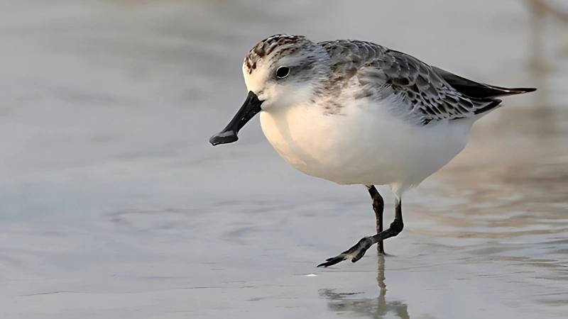 Đặc điểm và tính cách của chim rẽ mỏ thìa