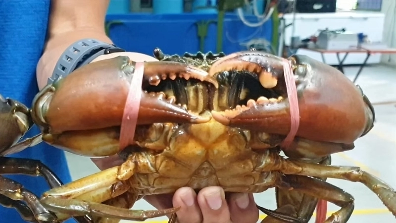 Tập tính và môi trường sống và khả năng sinh sản của cua lửa