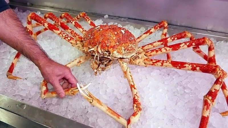 Đặc điểm và tính cách của cua nhện