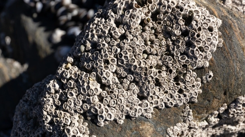 Giới thiệu khái quát về loài hà bám