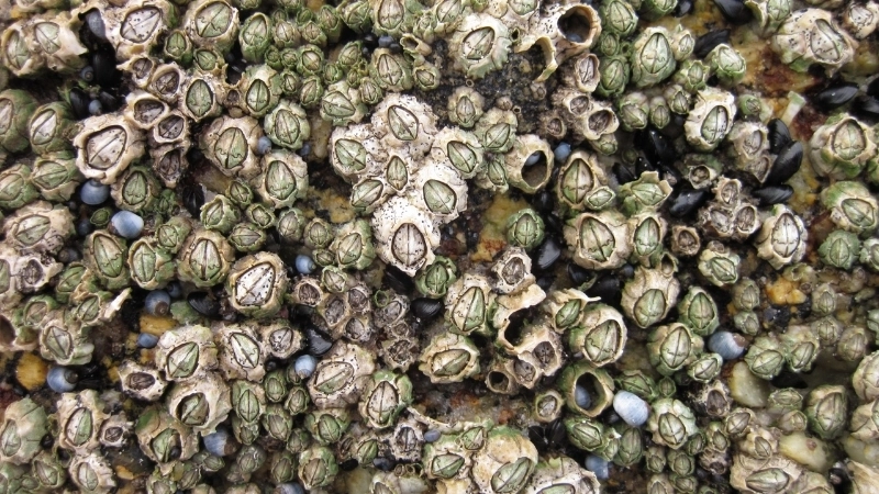 Đặc điểm và tính cách của hà bám