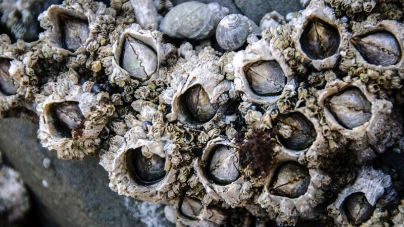 Một số món ăn chế biến từ loài hà bám