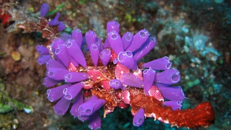 Giới thiệu khái quát về loài hải tiêu tím