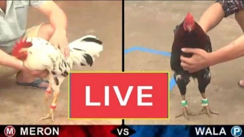 Giới Thiệu Về Đá Gà Thomo